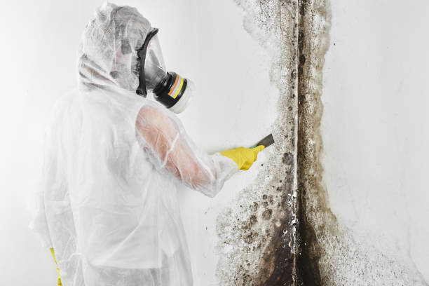 Home Mold Removal in Port Jefferson, NY