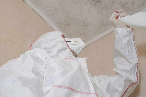 Best Crawl Space Mold Removal  in Port Jefferson, NY