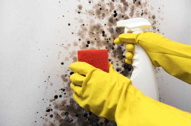 Best Attic Mold Removal  in Port Jefferson, NY