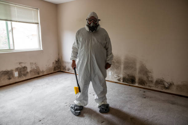 Best Toxic Mold Removal  in Port Jefferson, NY